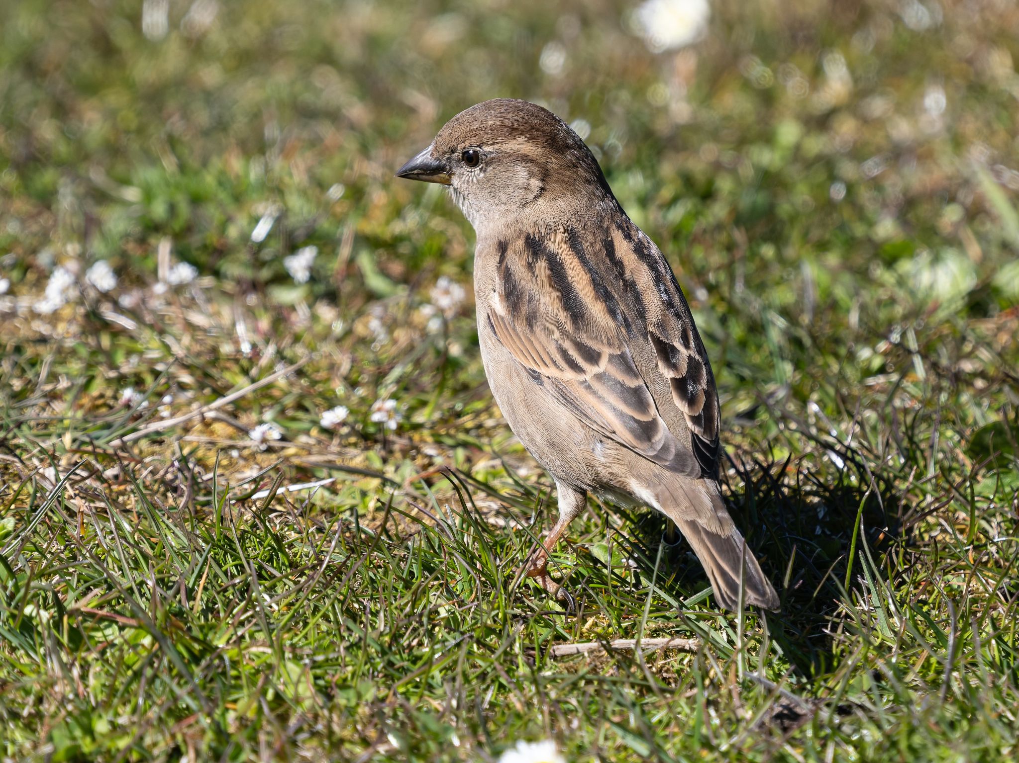 Haussperling